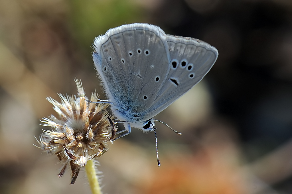 Polyommatus (Agrodiaetus) virgilius maschio...