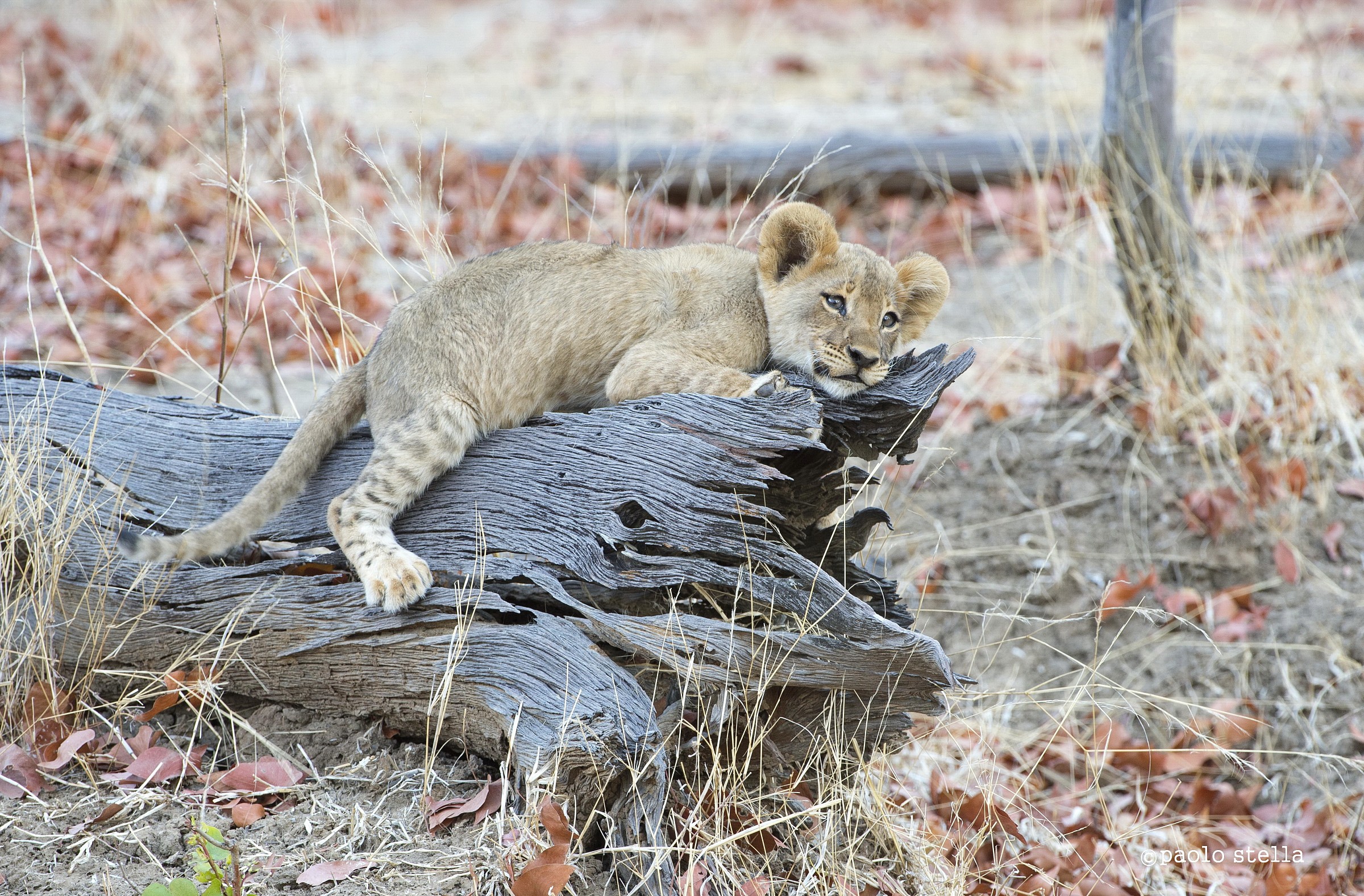 on the trunk...