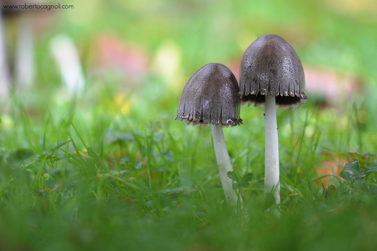 Coprinus atramentarius...