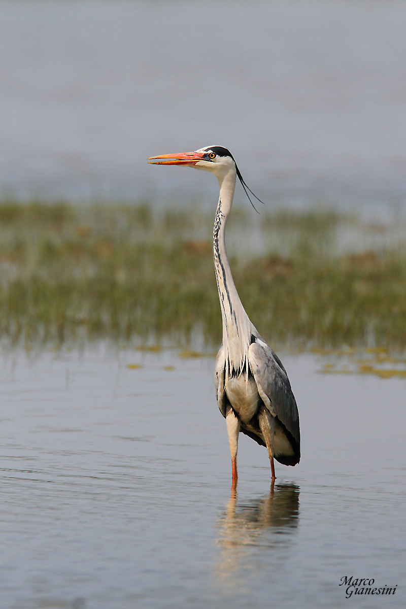 Grey Heron...