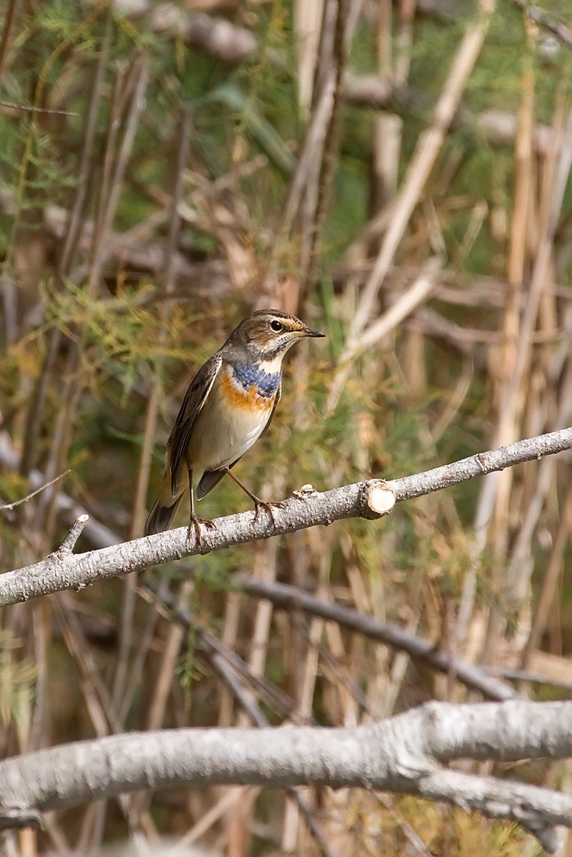 Bluethroat...