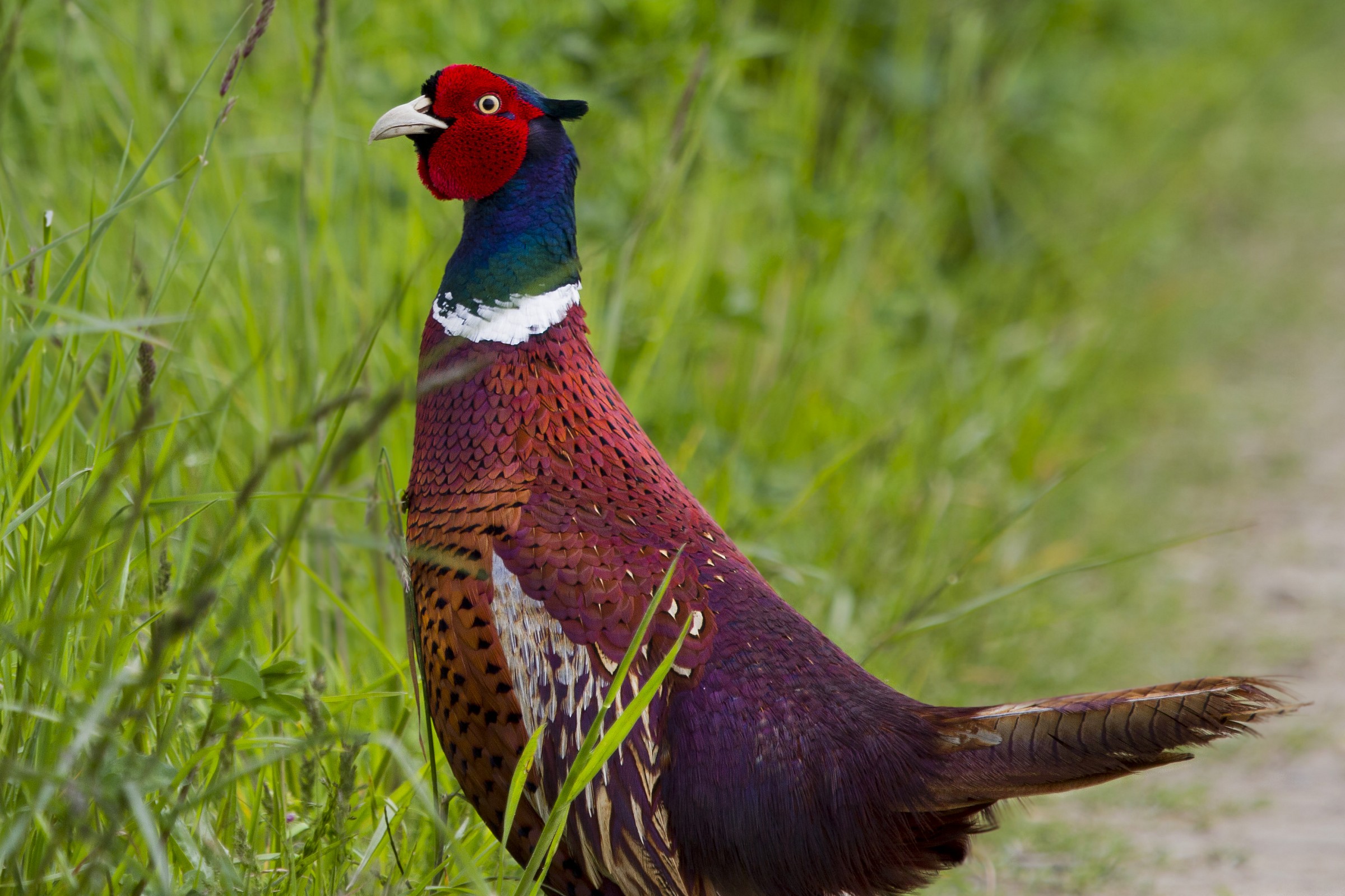 Pheasant in the meadow...