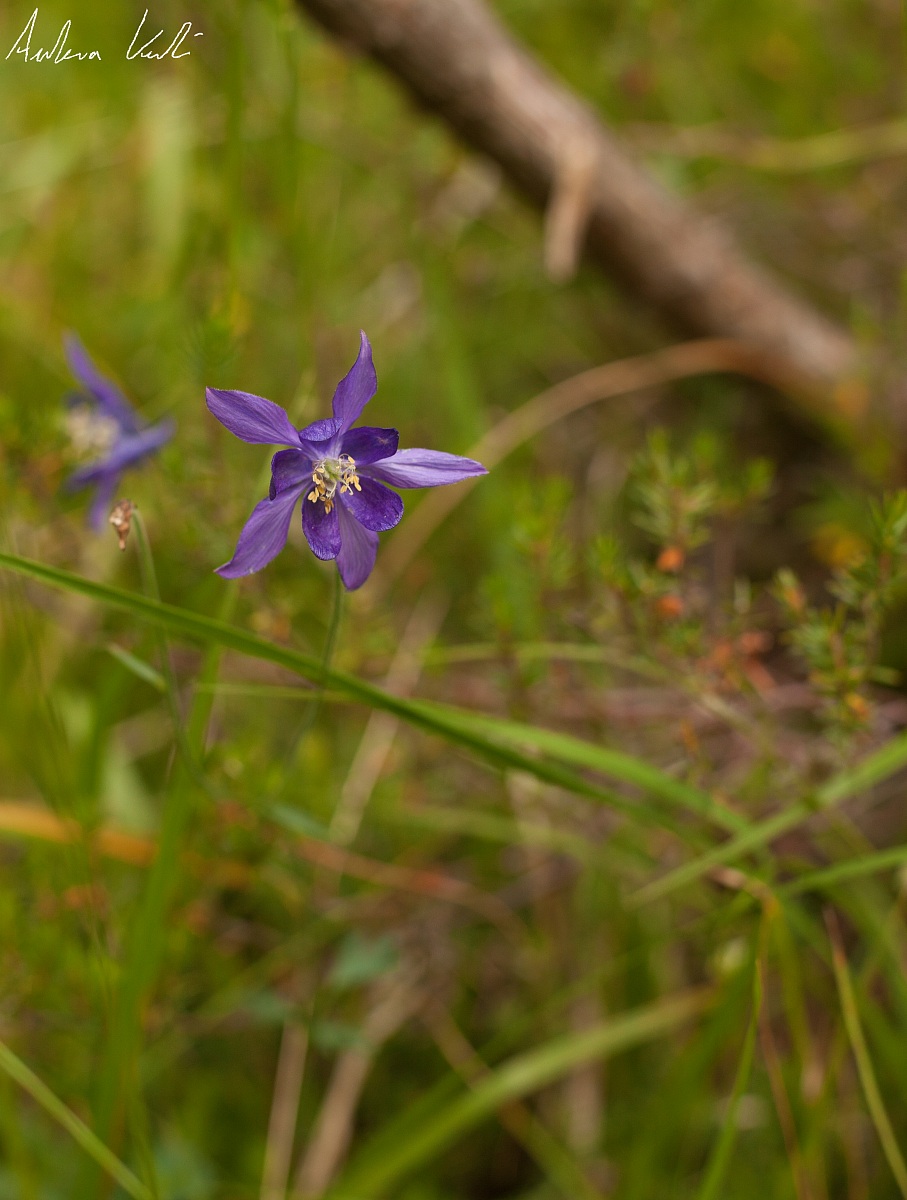 Aquilegia vulgaris...