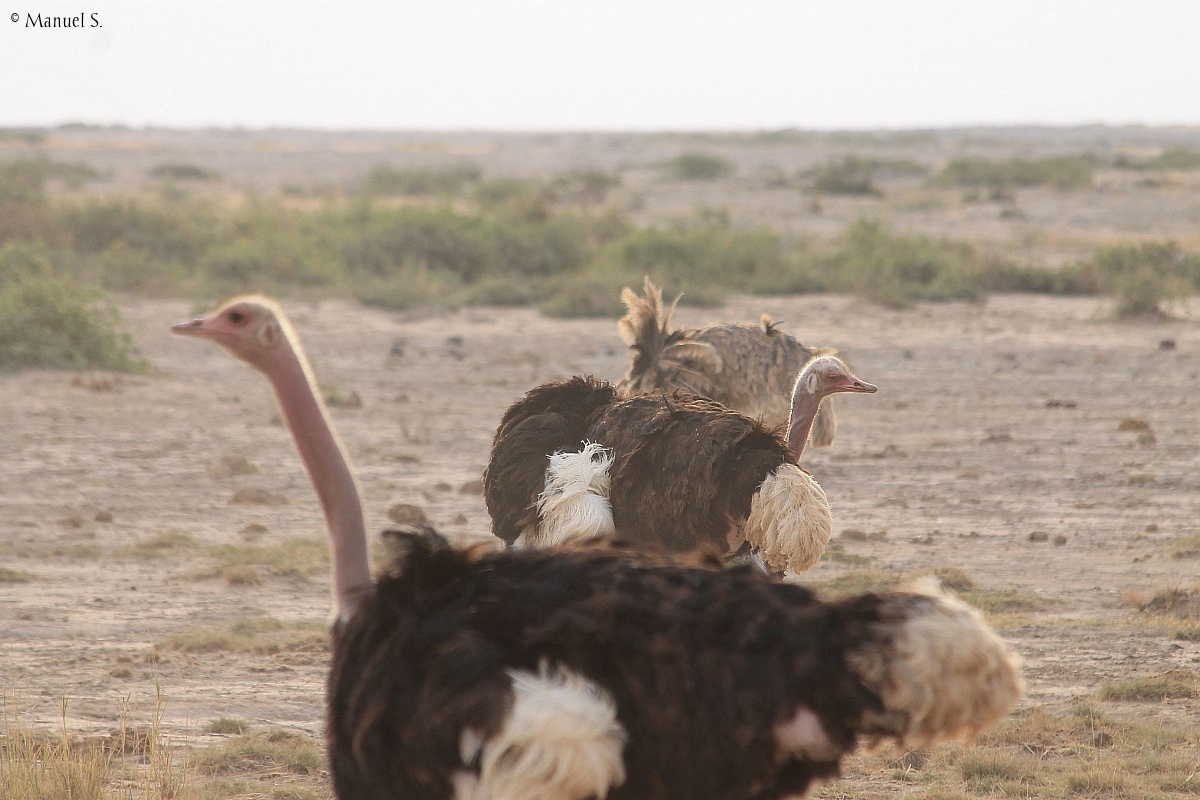 Masai Ostrich...