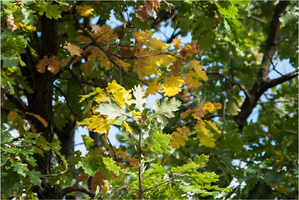 Autunno...