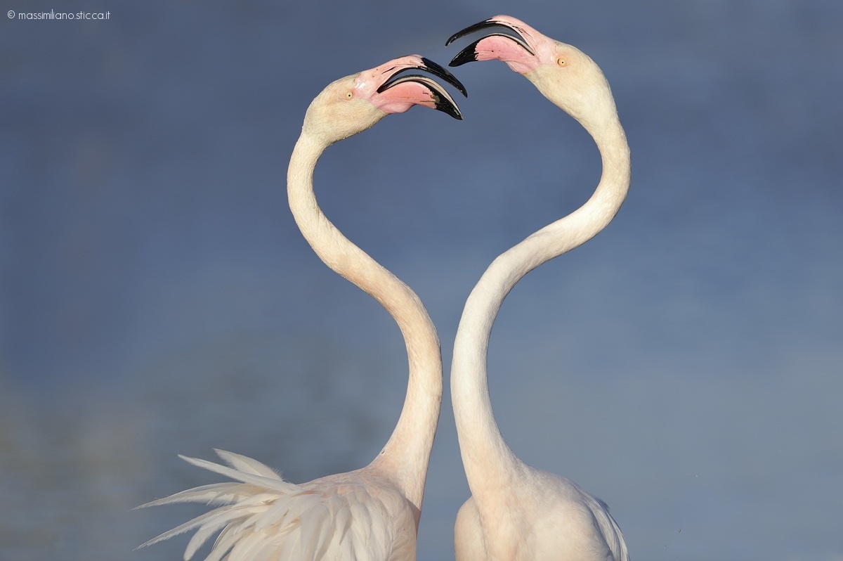 Greater Flamingo, Camargue, France...