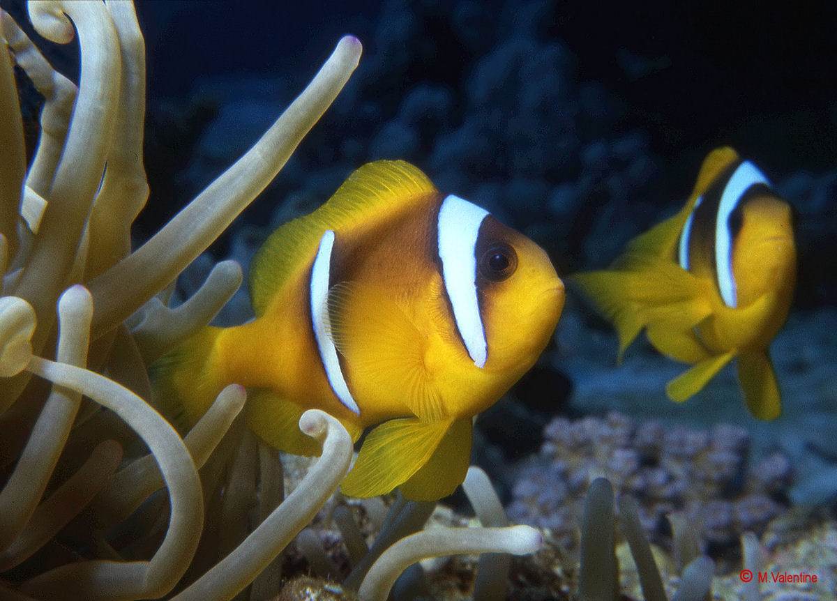 Two-banded Clownfish - Amphiprion bicinctus...