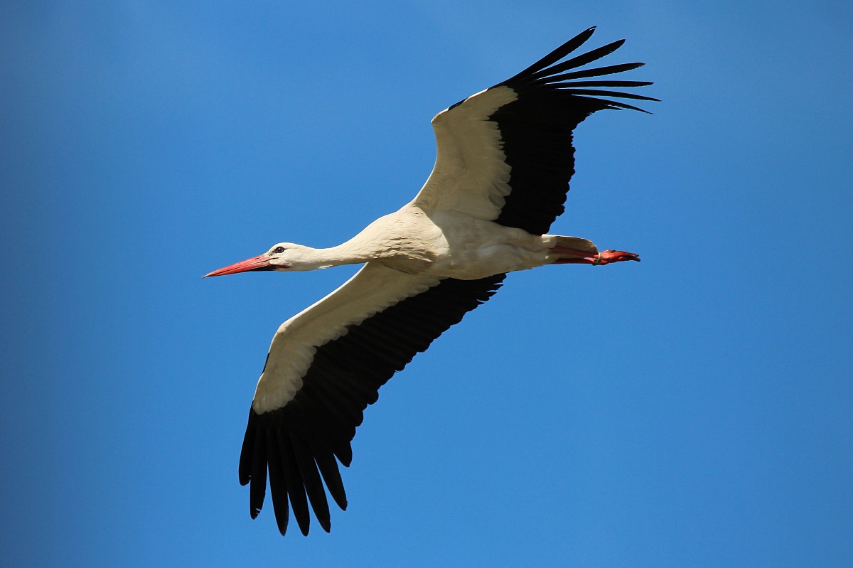 Stork In the blue-...
