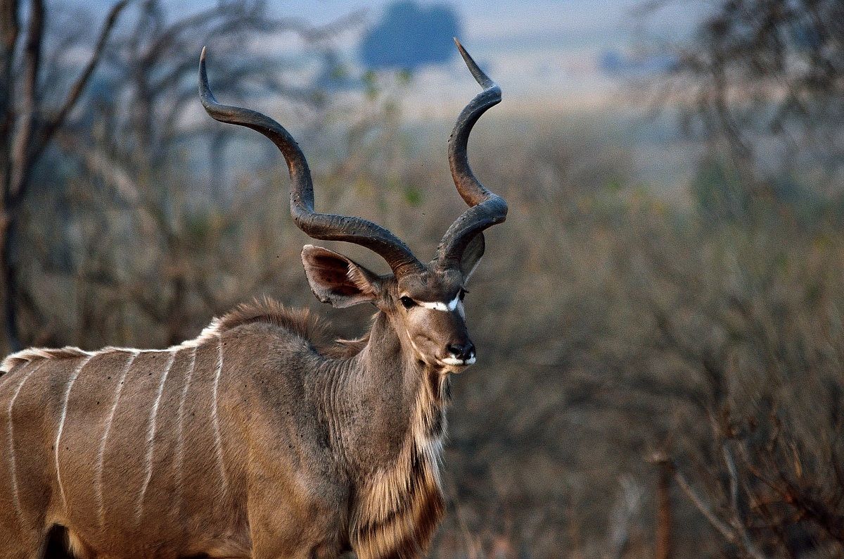 Kudu...