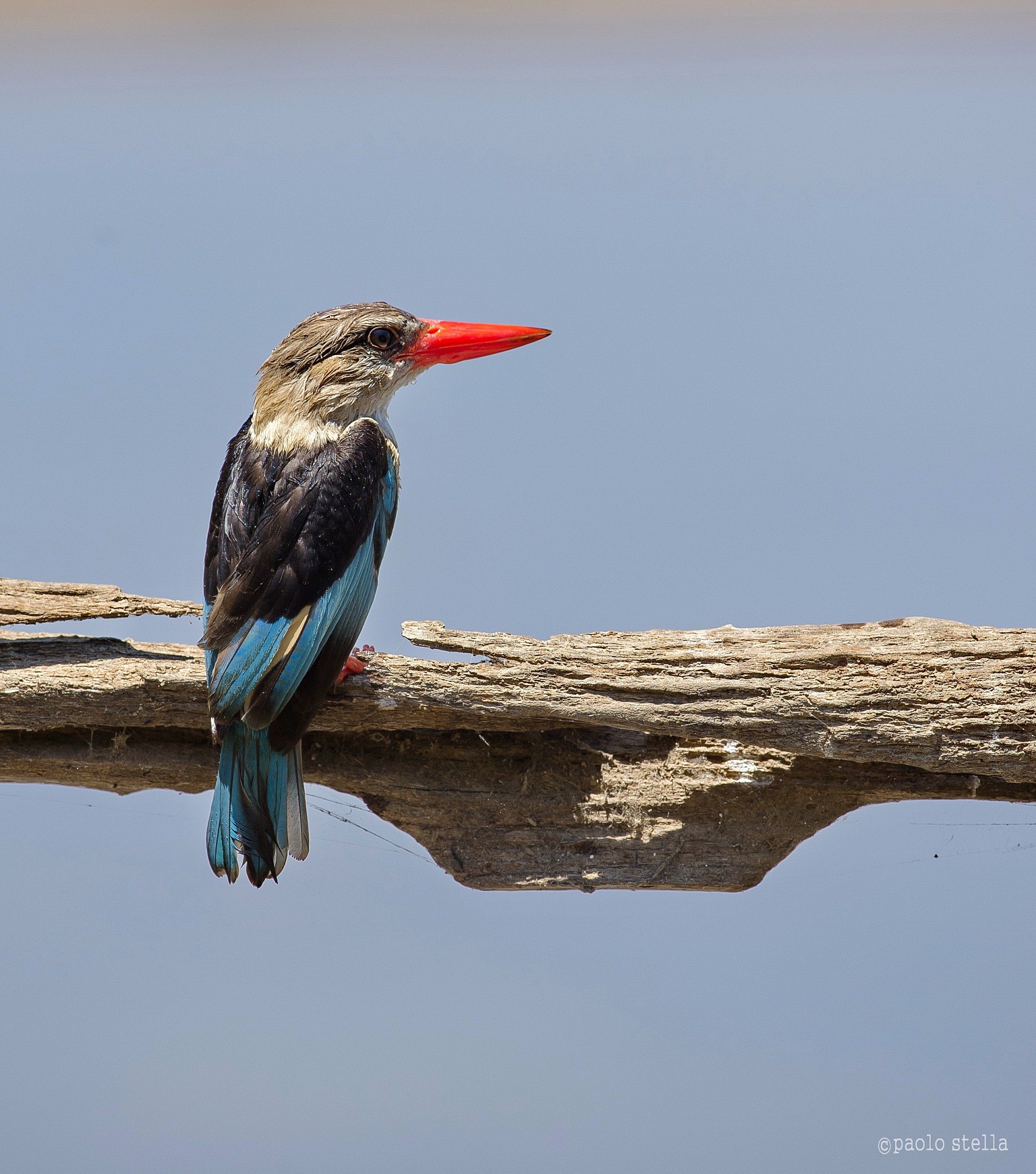 Grey-headed Kingfisher (Halcyon leucocephala)...