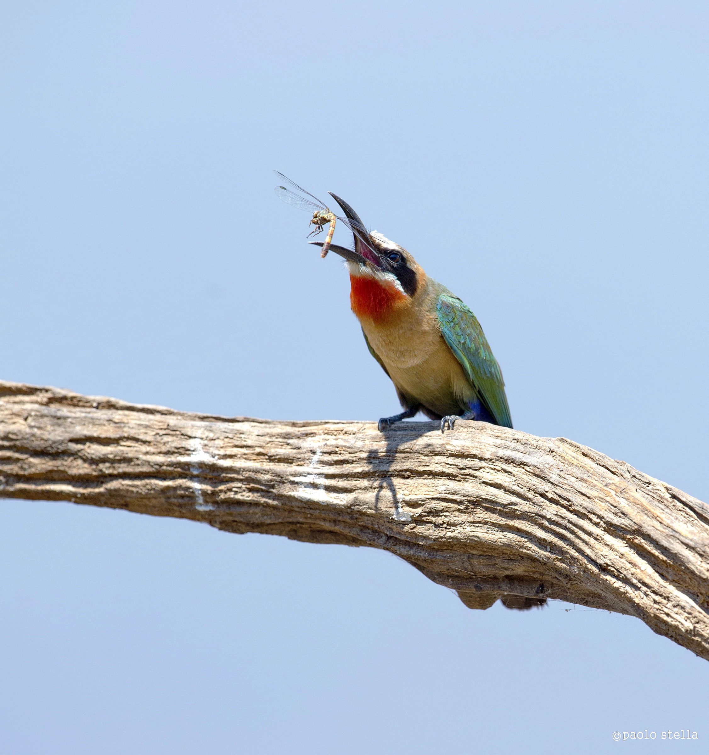 mmmm ..che buona....(White-fronted Bee-eater)...