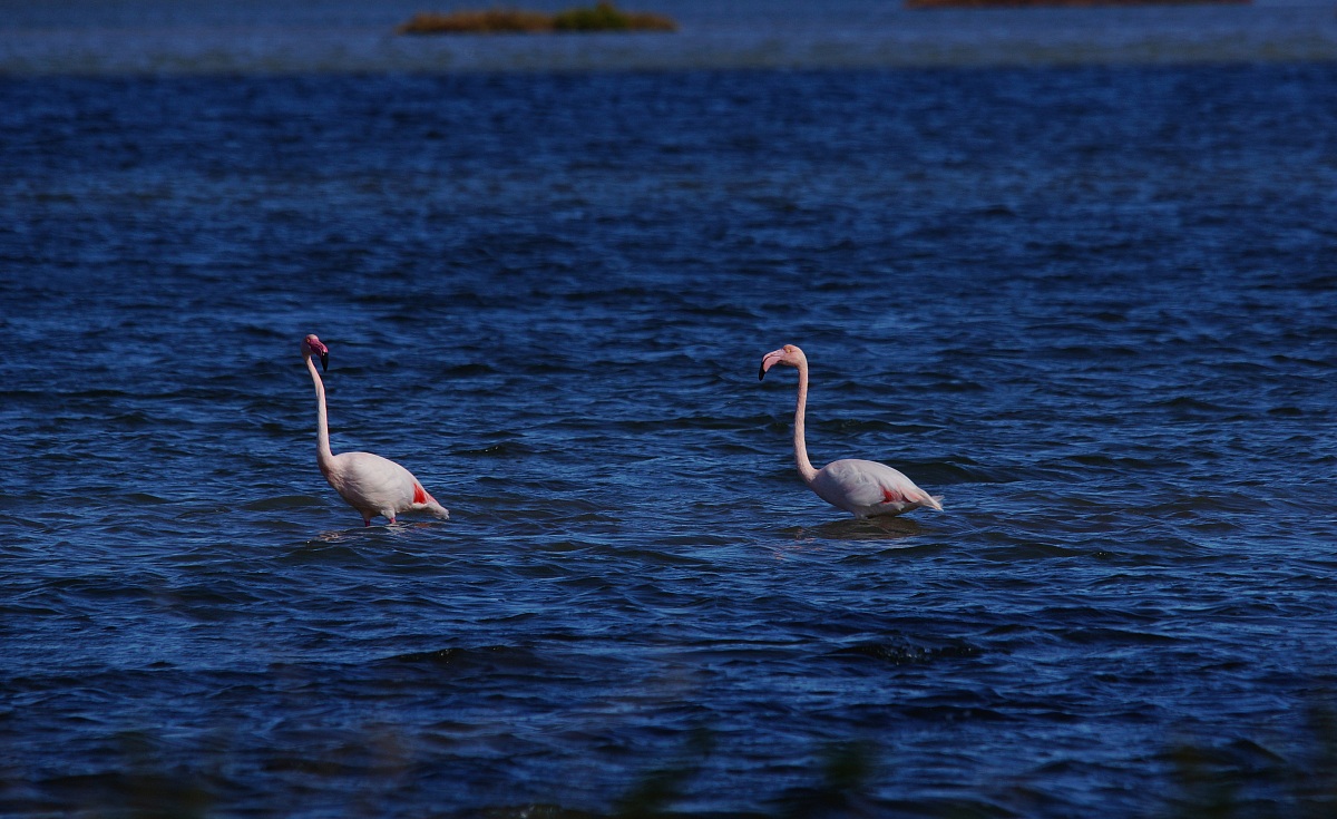 Two pink flamingos in the distance...