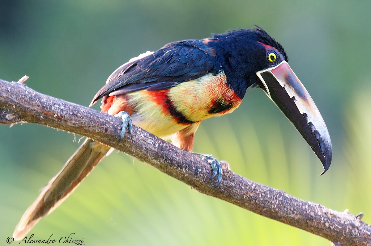 Young Aracari...