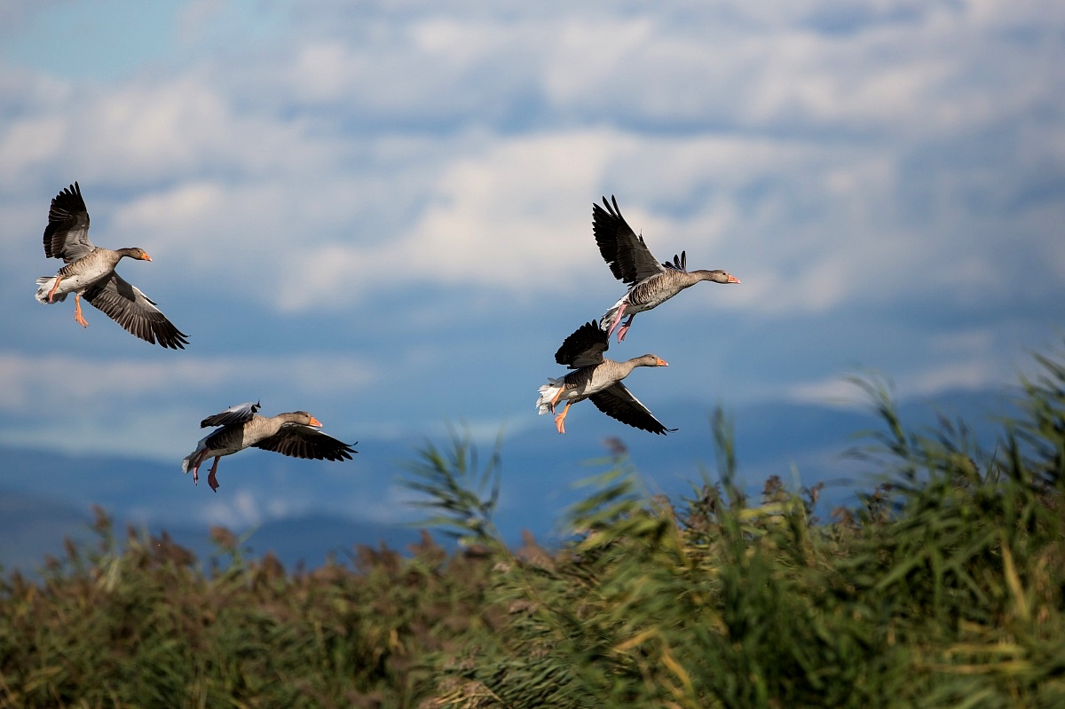 4 geese landing...