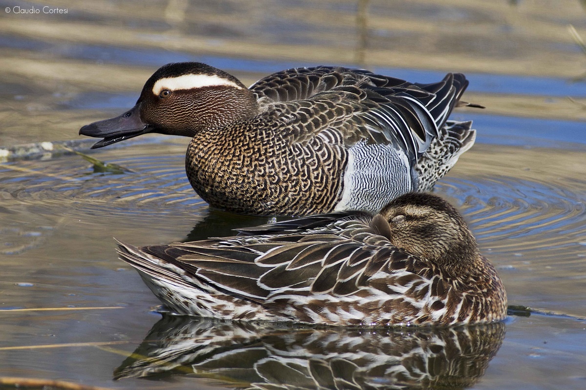 Couple resting garganeys...