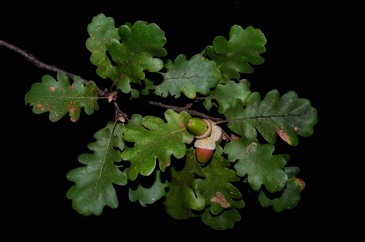 Quercus pubescens Willd....