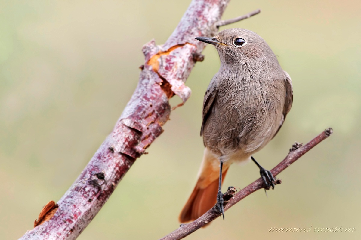 black redstart (Phoenicurus ochruros)...