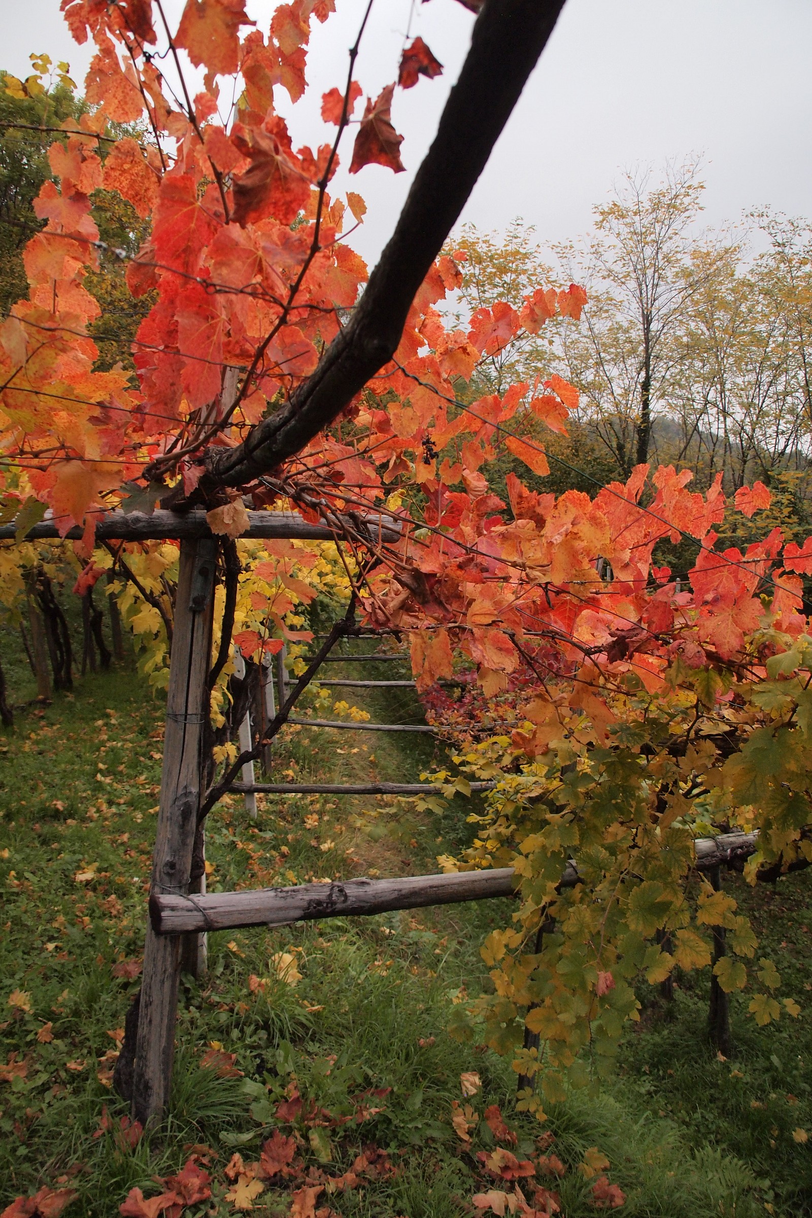 Autumn in the vineyards...