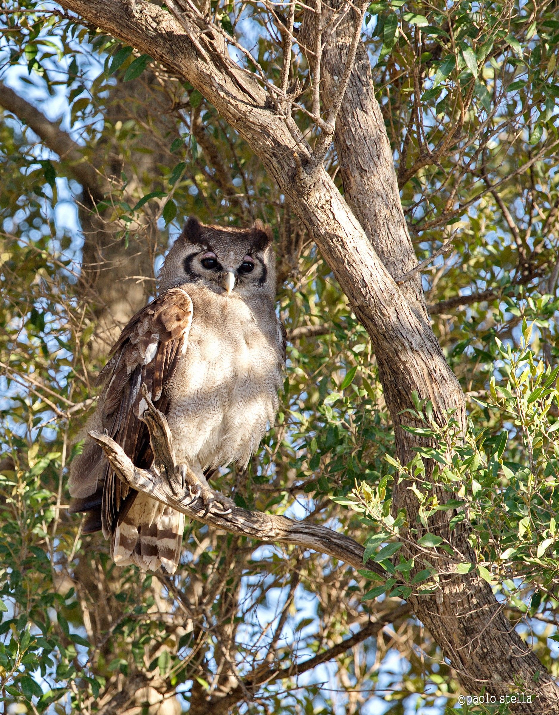 Verreaux's Eagle-Owl (Bubo lacteus)...