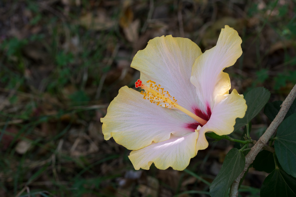 Hibiscus giallo...