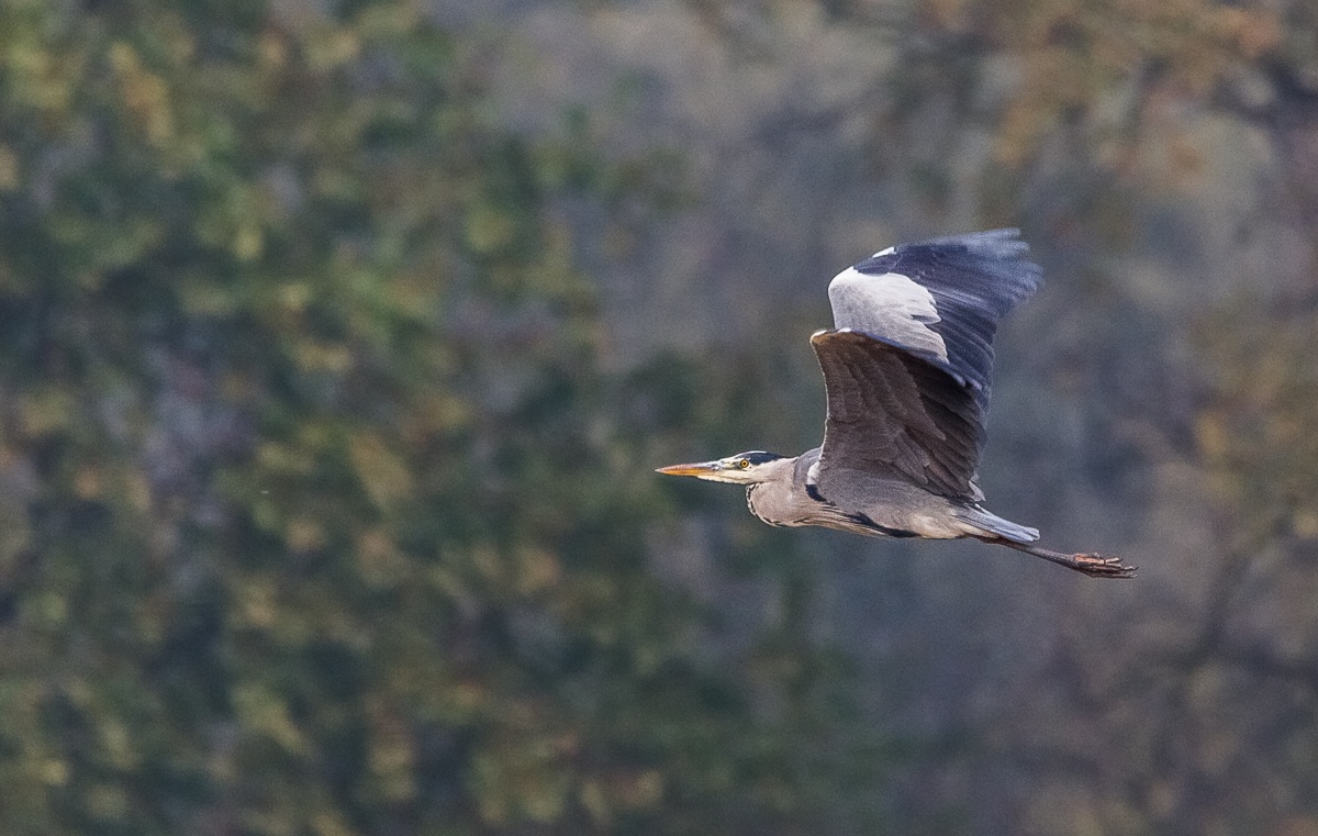 Heron in Flight...