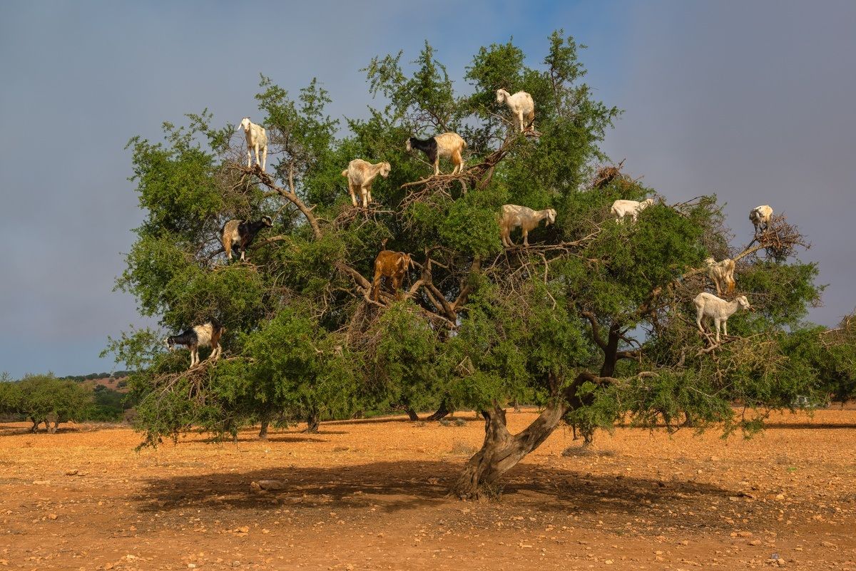 Goats on argan tree...