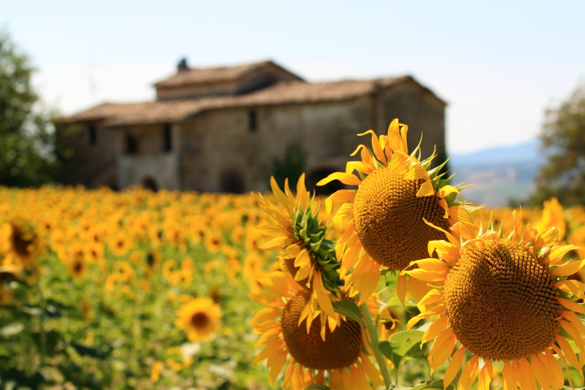 Casale and sunflowers...