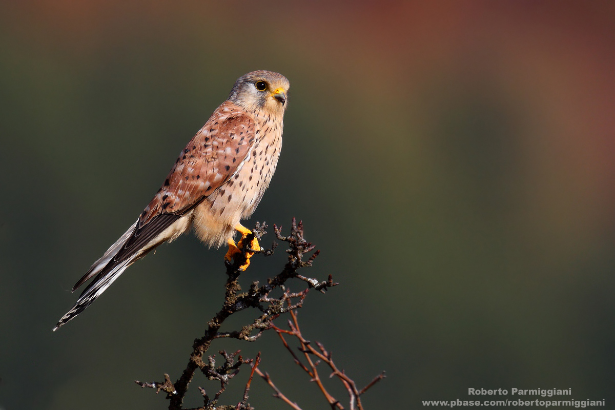 Kestrel...