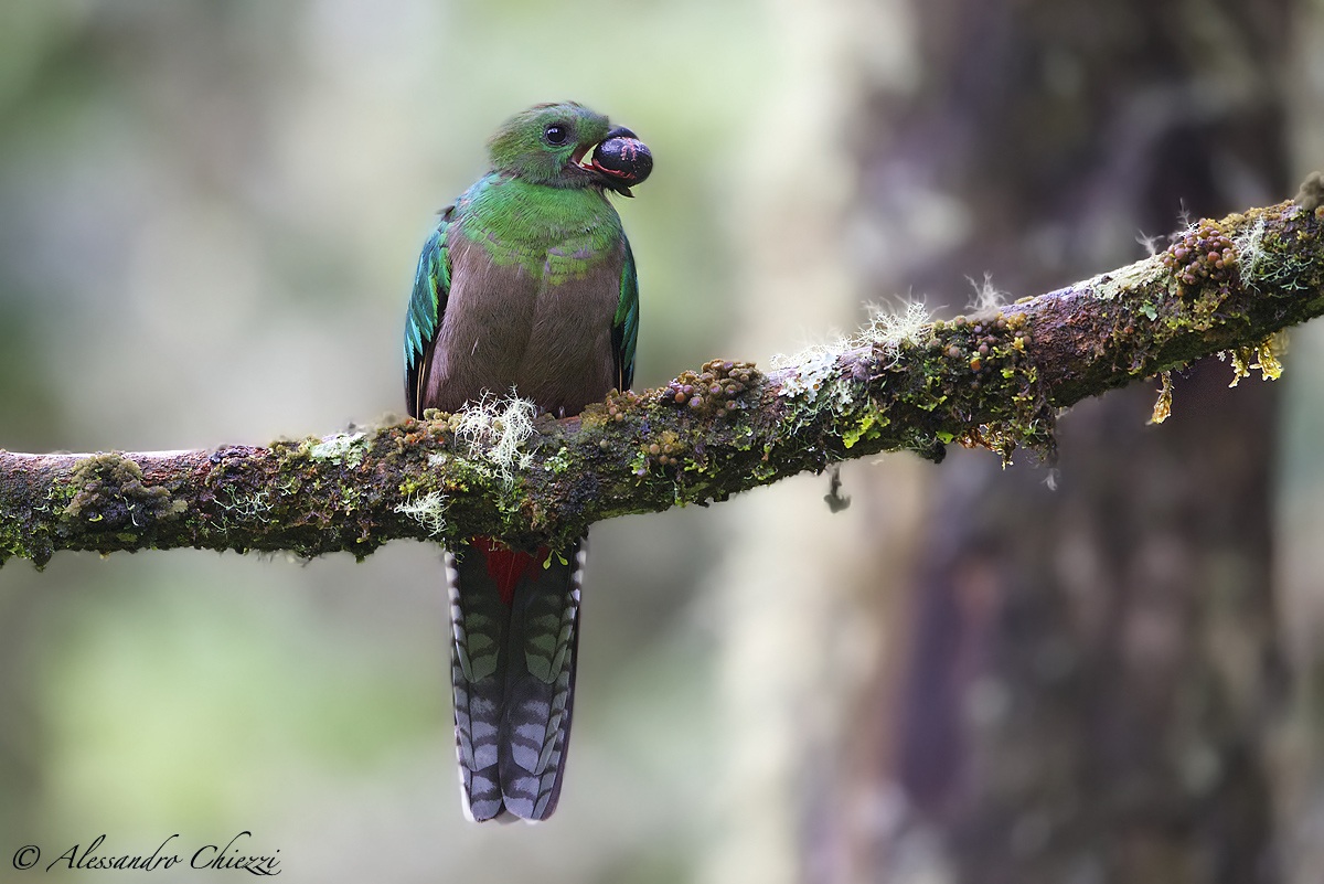 Quetzal splendente (female)...