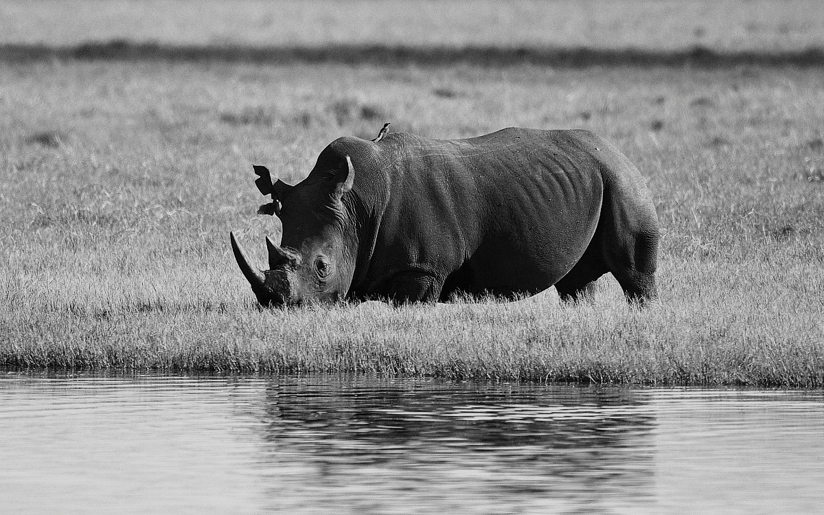 A bit of BW...