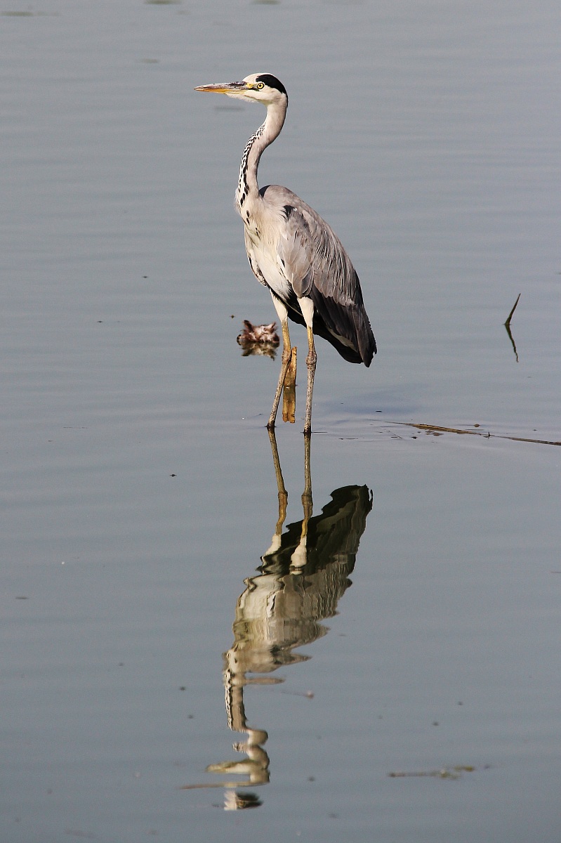 Heron with reflection...