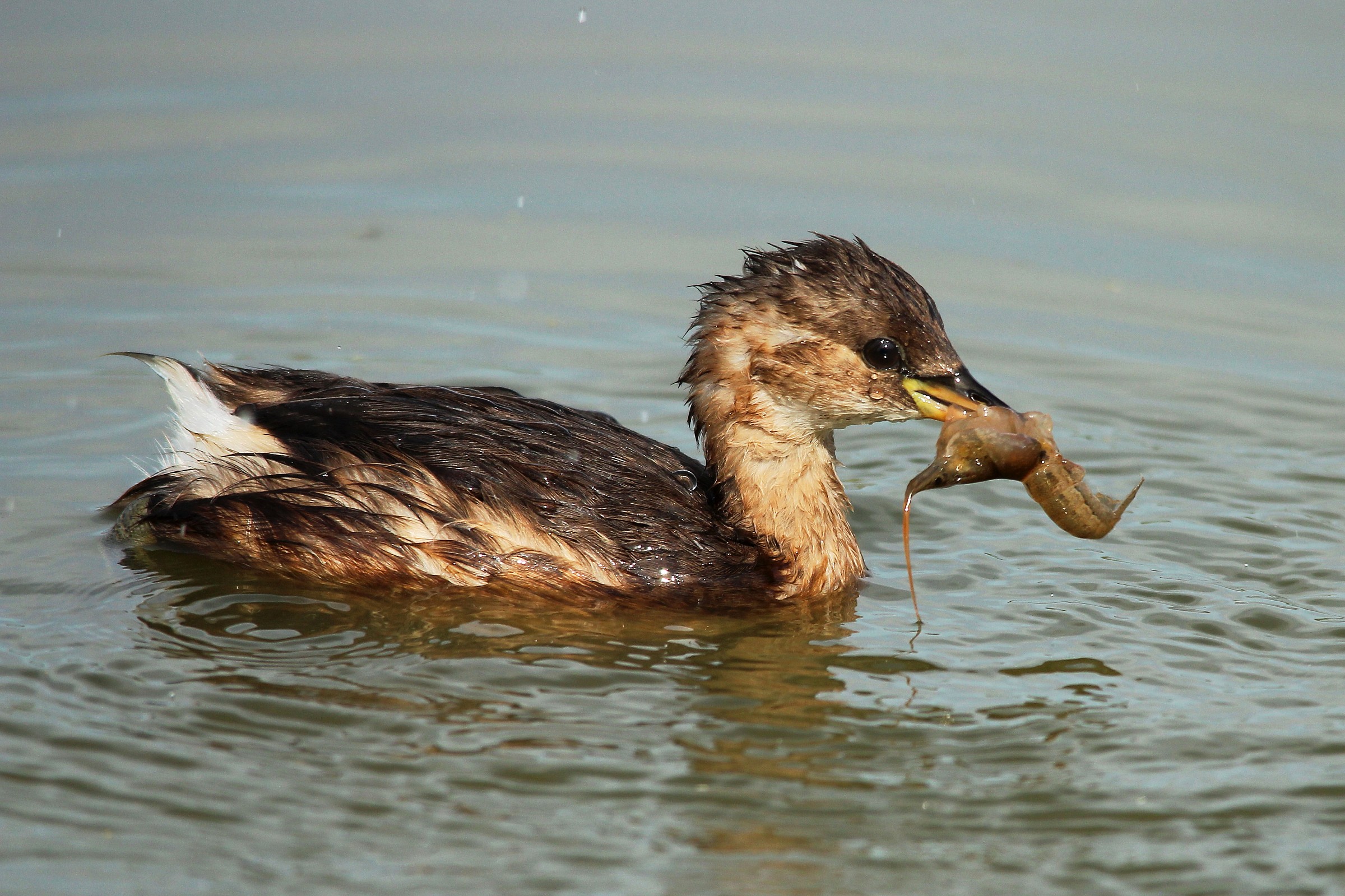 Little Grebe hungry...