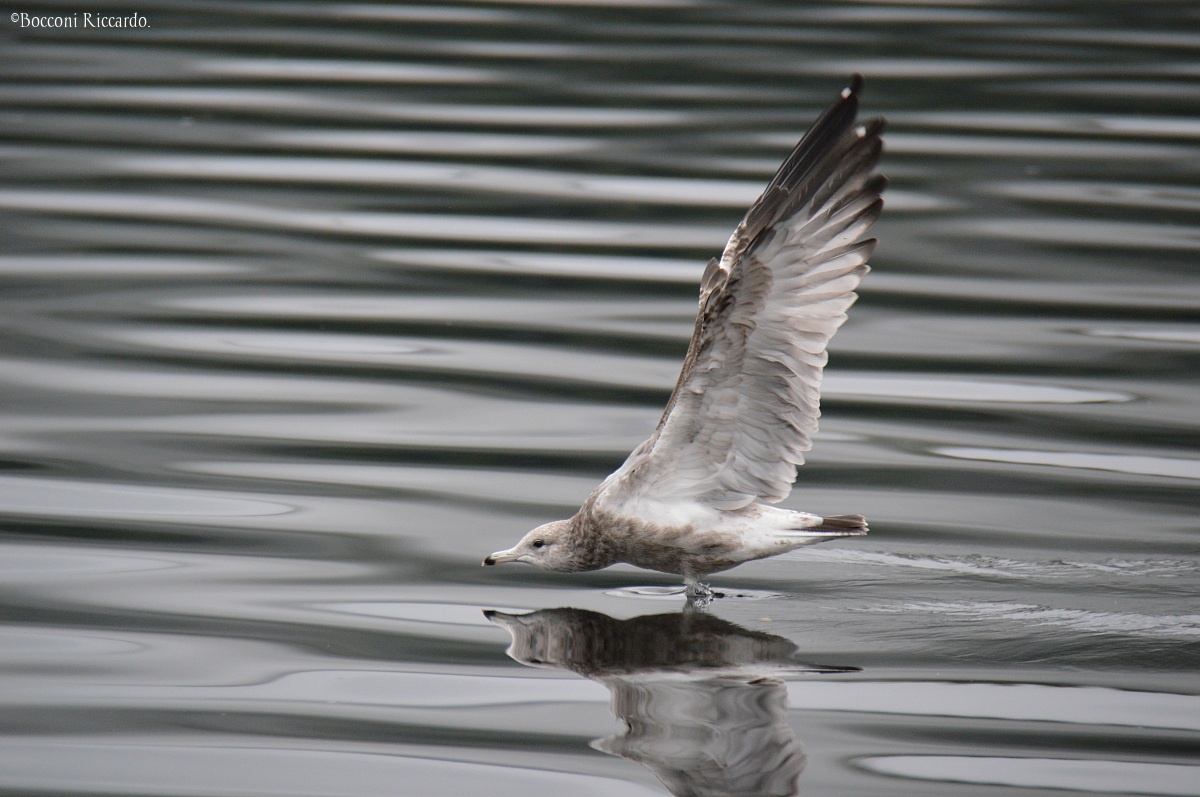 Seagull gliding....