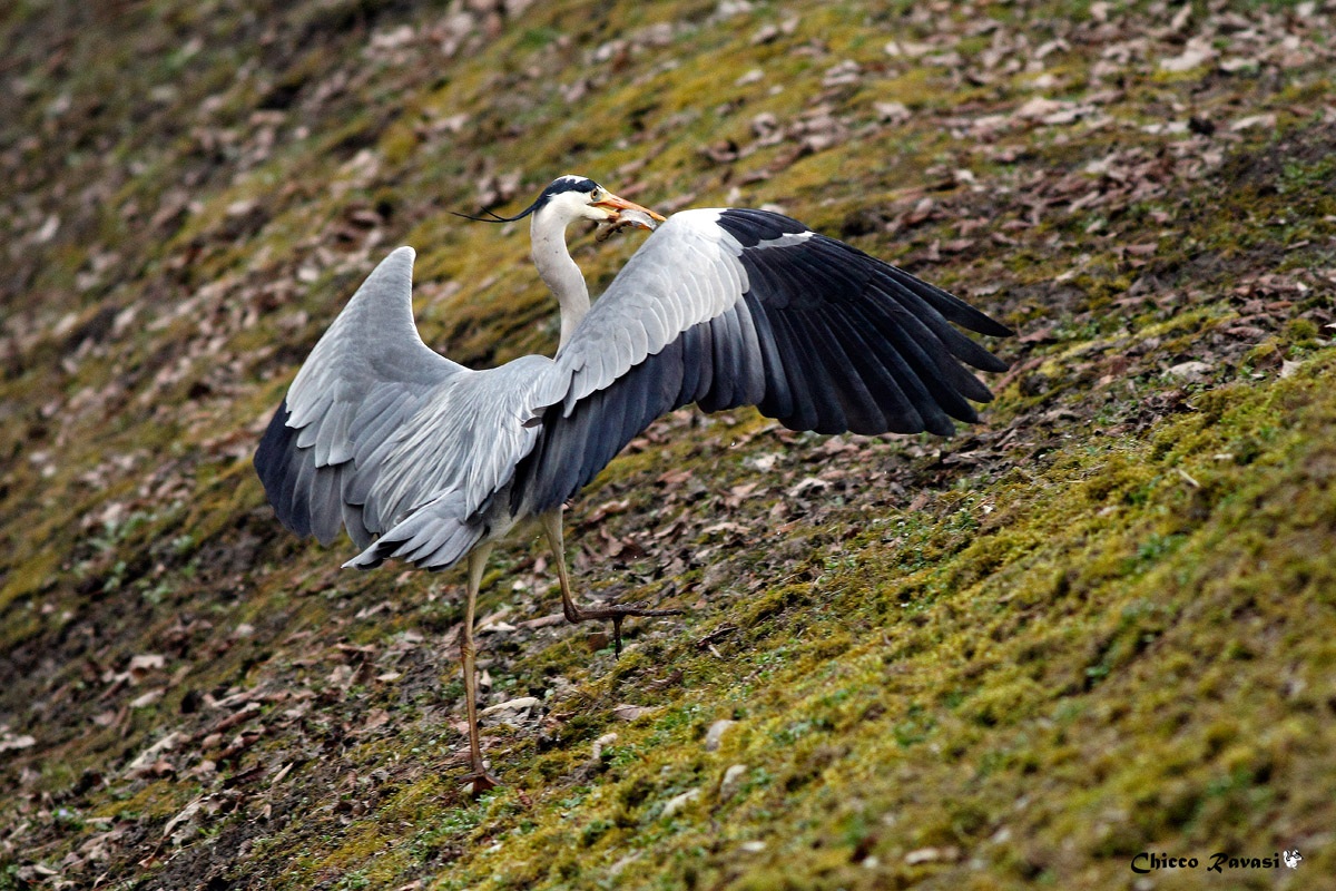 Grey heron with prey....