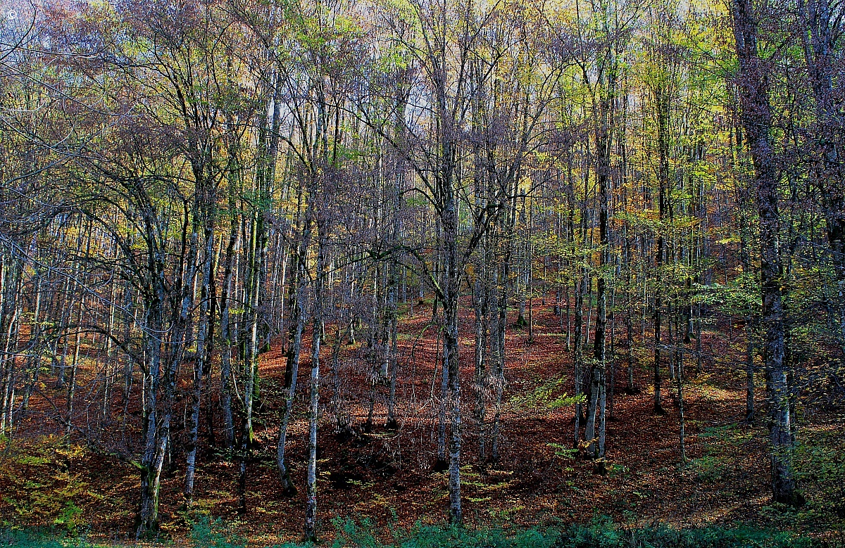 autumn forest...