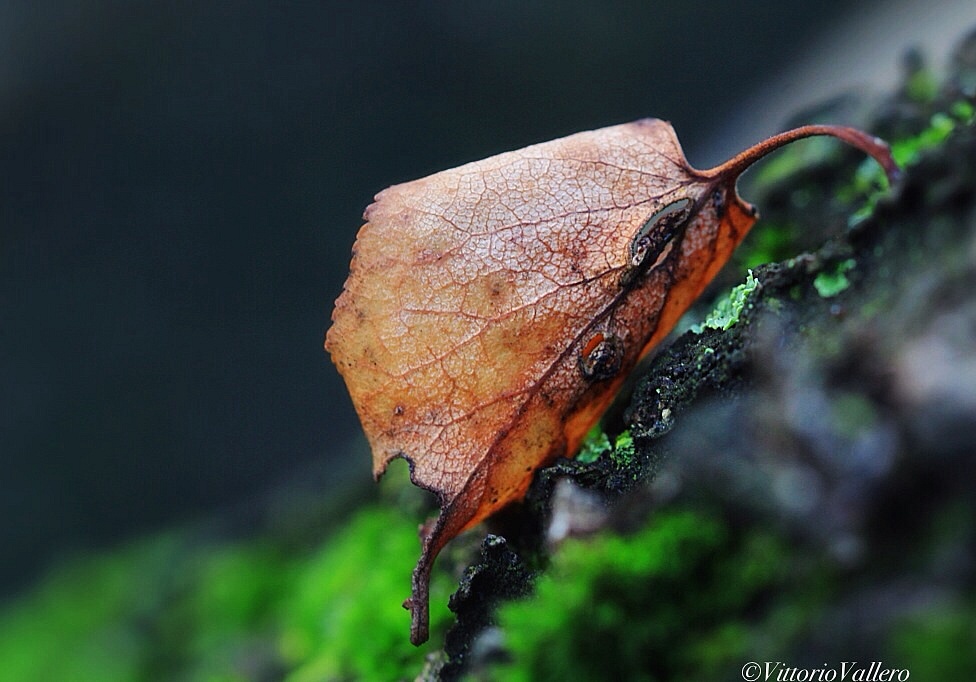The last leaf .......
