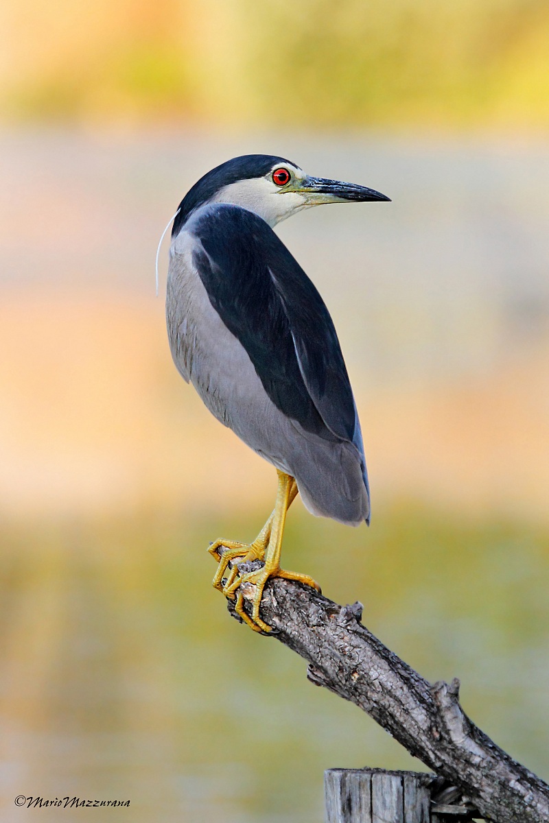 3 Night Heron...