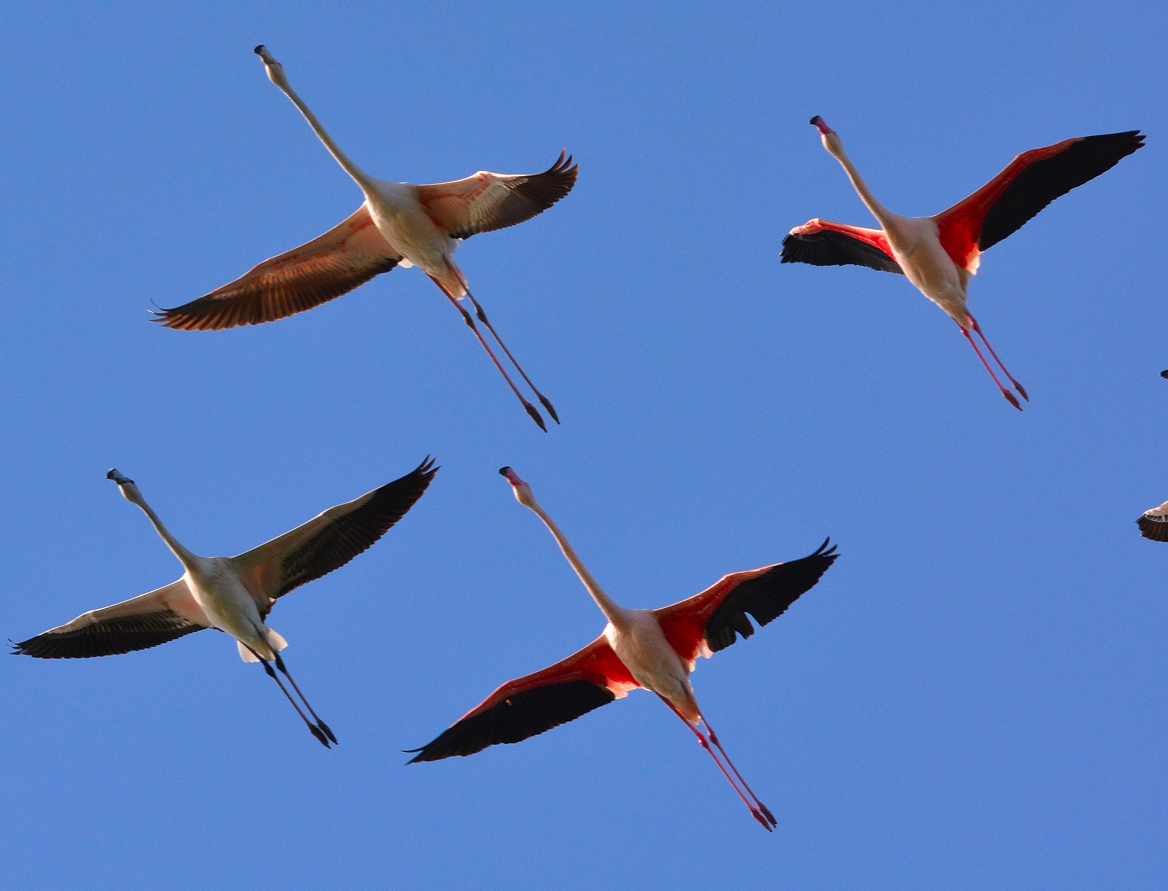 Flamingos in flight...