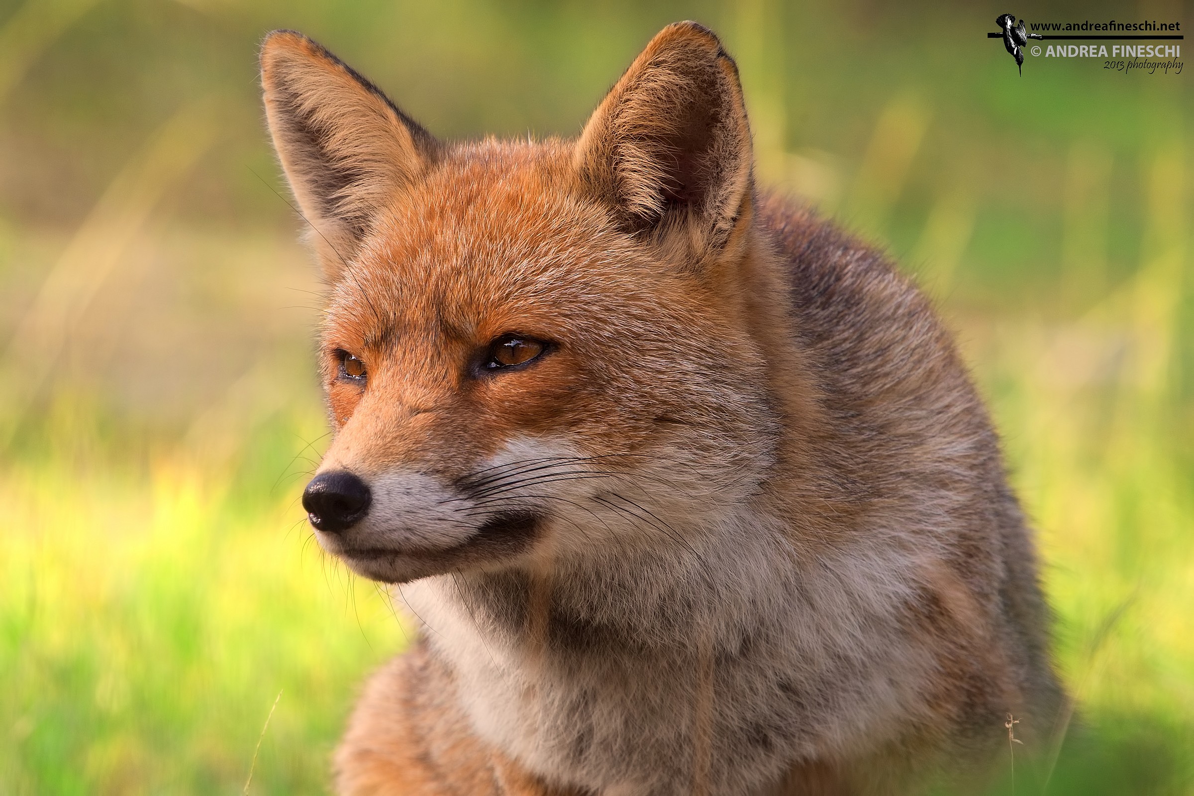 Red Fox: portrait...
