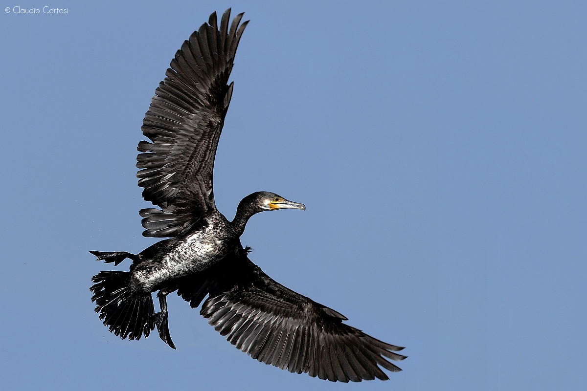 Cormorano in volo...