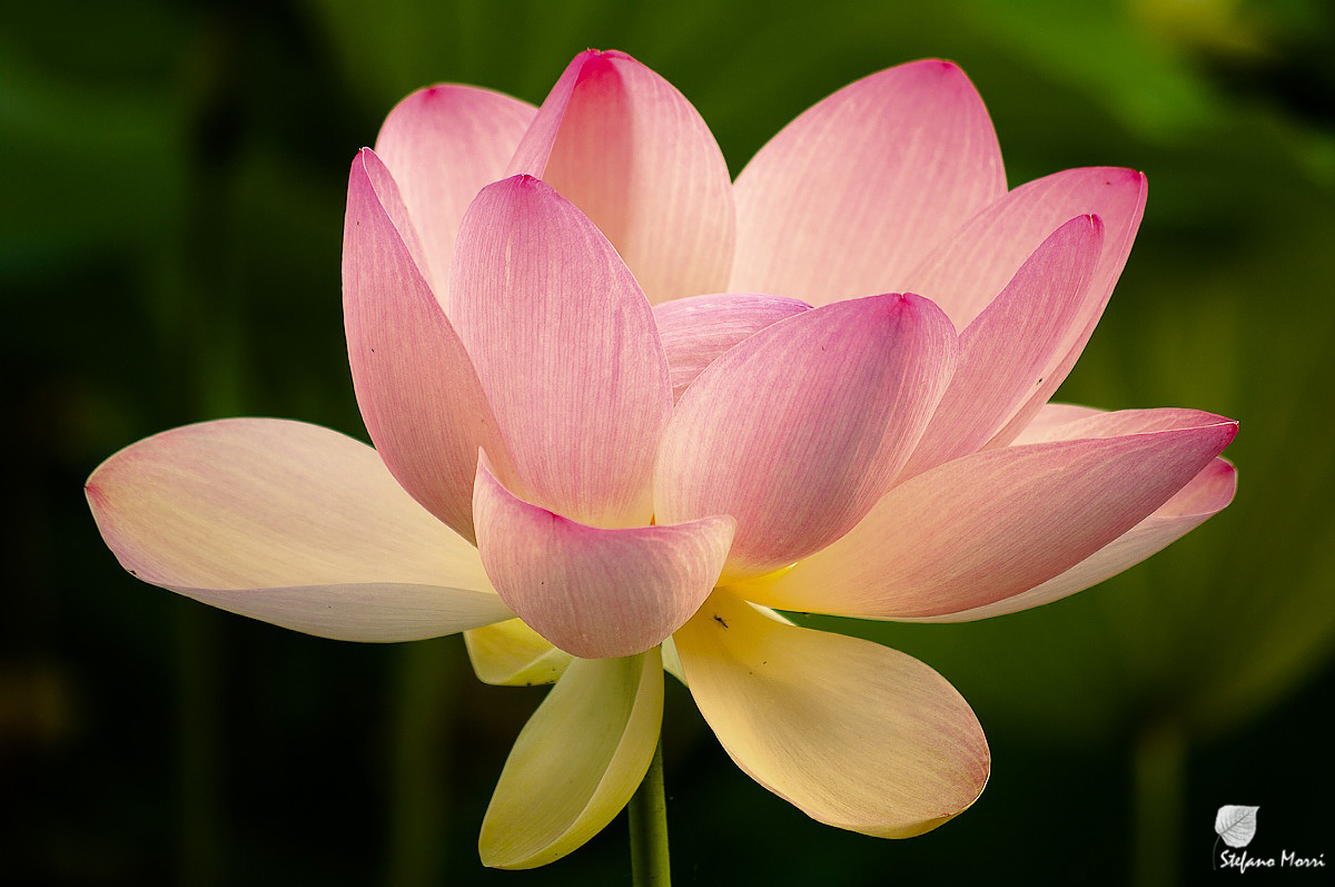 Lotus...