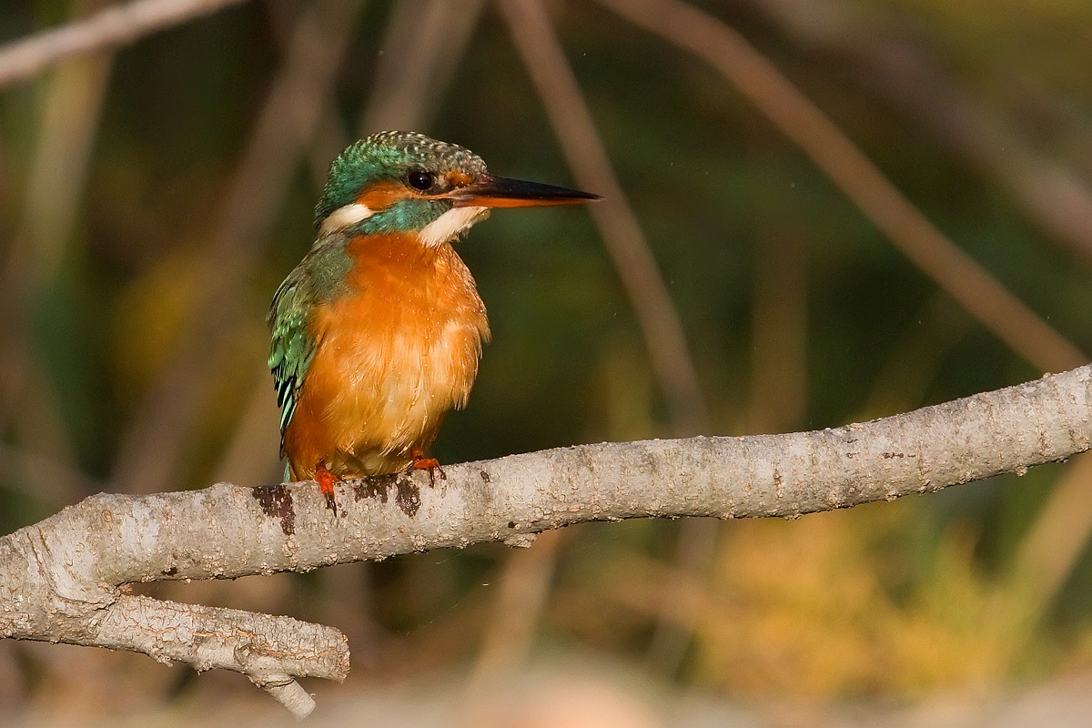 Kingfisher...