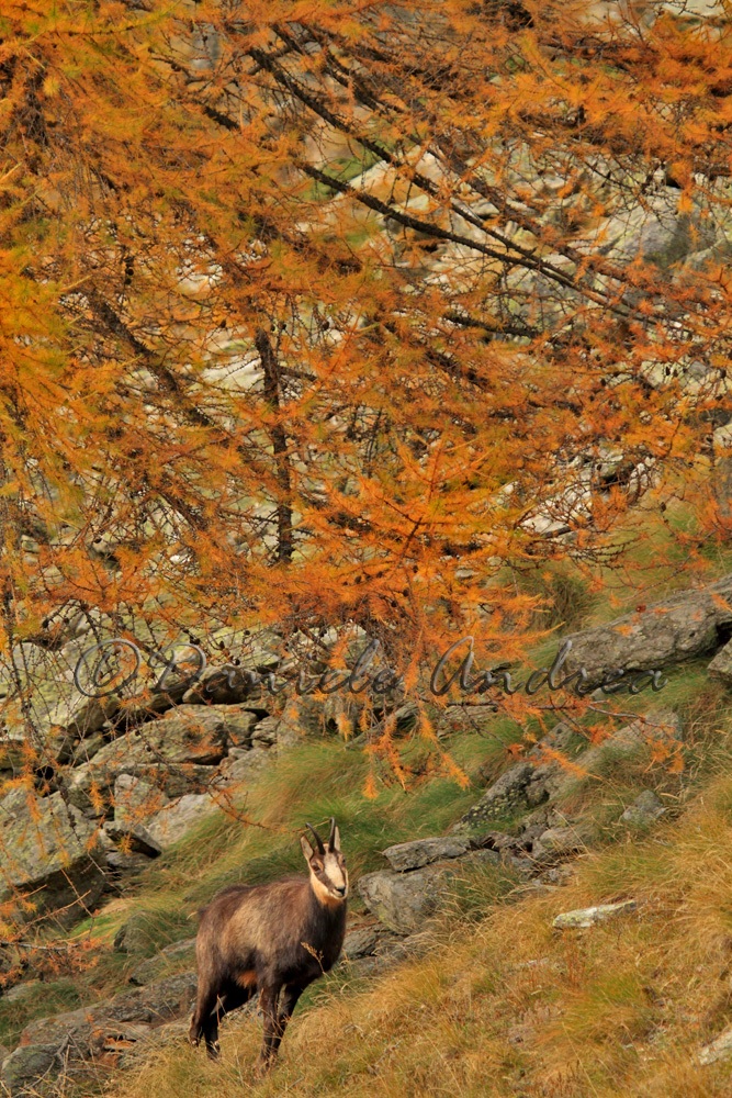 camoscio sotto il larice...
