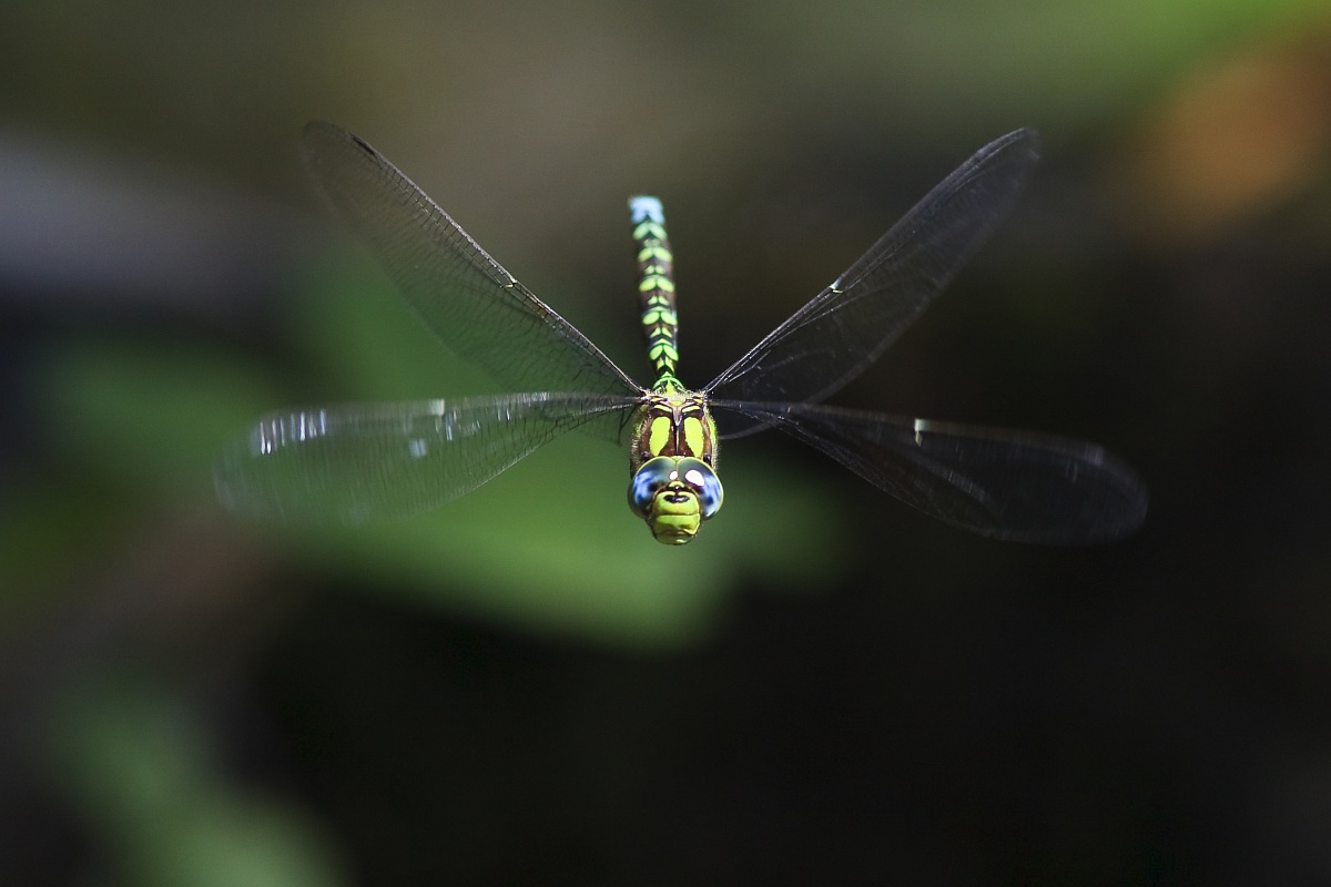 Dragonfly in flight front...