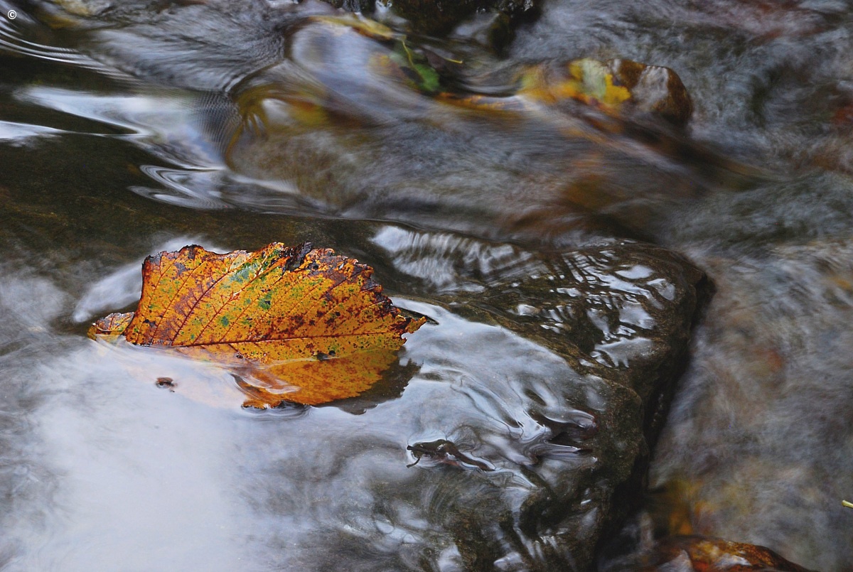 Leaf in water...