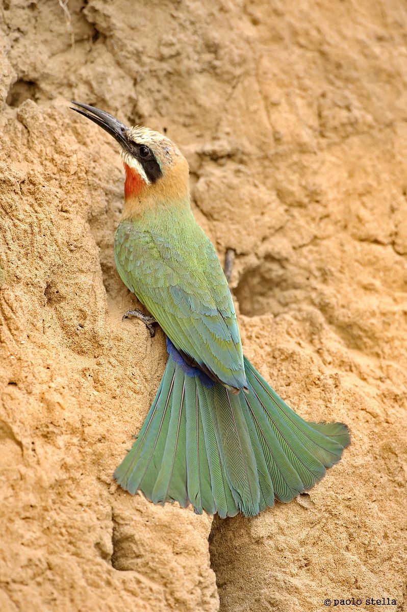 piume... (White-fronted Bee-eater)...