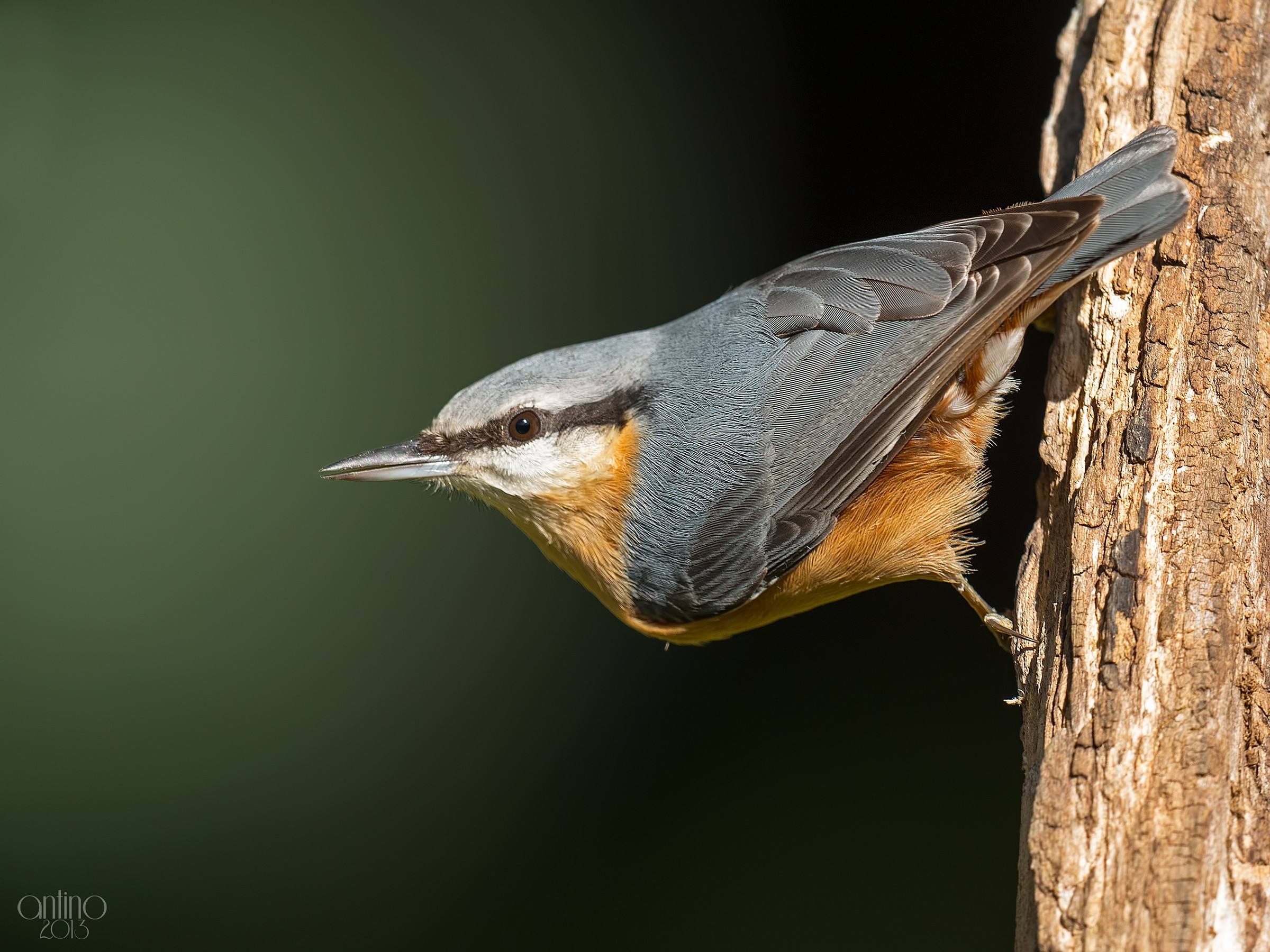 Nuthatch...