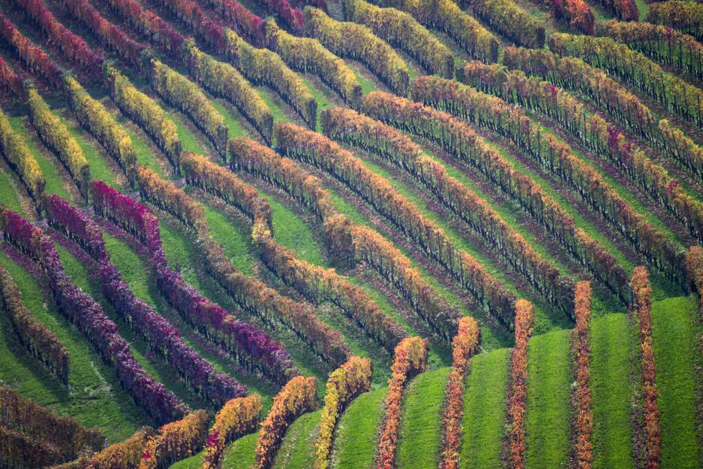 Colors of the Langhe...