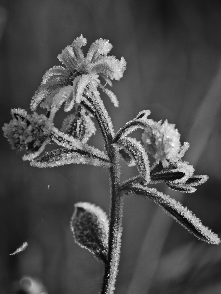 Winter Surprise...