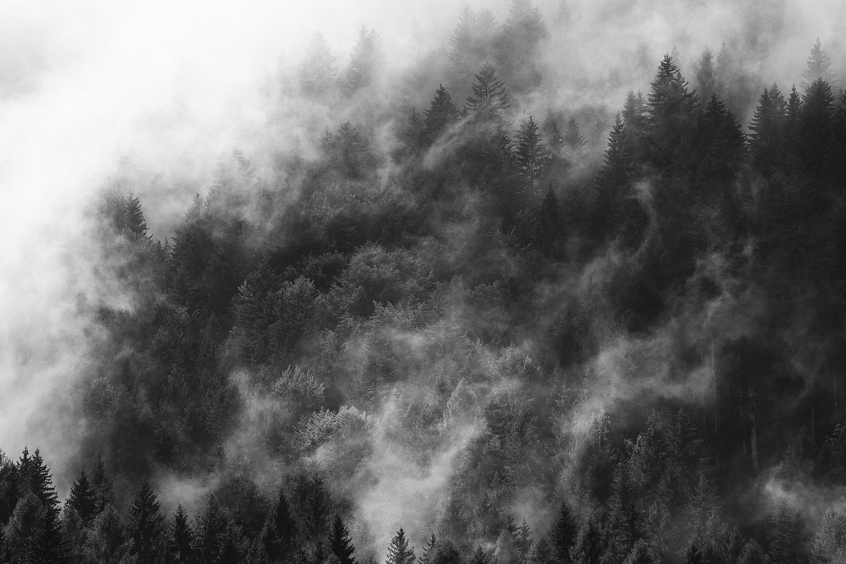forest in the clouds...